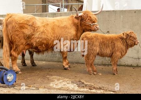 Highland Cow und ihr junges Kalb werden gewaschen und für den Showring auf der Great Yorkshire Show, Harrogate, Großbritannien, 2022 vorbereitet. Horizontal. Platz für Stockfoto