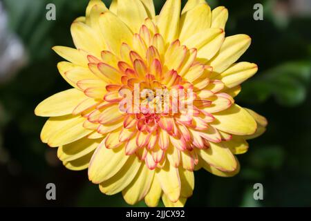 Gerbera gelb rosa Blume aus der Nähe, vor dunklem Hintergrund Stockfoto