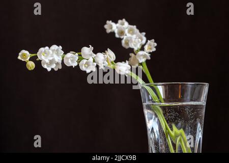Maiglöckchen (Convallaria majalis) blüht im Glas vor dunklem Hintergrund, Stillleben Stockfoto