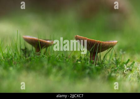 Rufous milkcap Lactarius rufus, wächst in Kiefernwäldern zwischen Moosen, Flechten und Gras, Brownsea Island, Dorset, Großbritannien im Oktober. Stockfoto