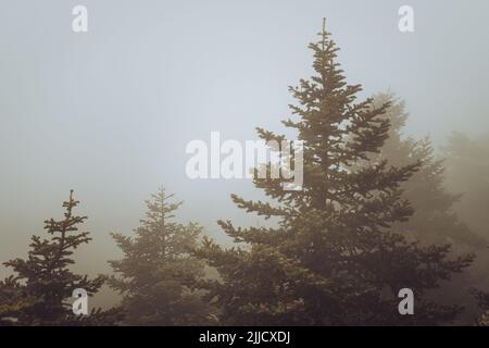 Fichtenwald abstrakte Landschaft in schweren Nebel Hintergrund Stockfoto