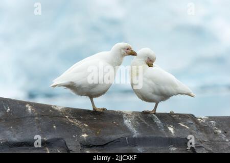 Schneebedeckte Chionis albus, Erwachsener, alloprening auf dem Dach des Gebäudes, Port Lockroy, Antarktis im Januar. Stockfoto