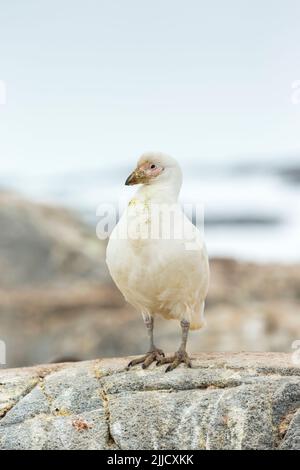 Schneebedeckte Chionis albus, Erwachsener, auf Felsen gehüllt, Port Lockroy, Antarktis im Januar. Stockfoto