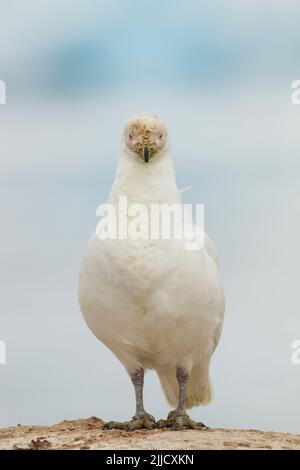 Schneebedeckte Chionis albus, Erwachsener, auf Felsen gehüllt, Port Lockroy, Antarktis im Januar. Stockfoto