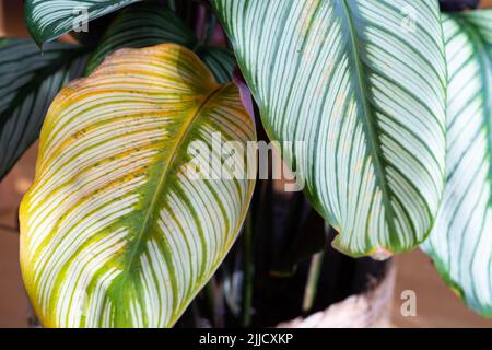 Calathea Majestica 'Weier Stern' (goeppertia majestica) mit gelben Blttern  und braunen Flecken Stockfotografie - Alamy