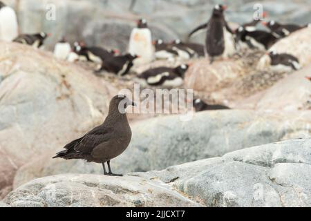 Südpolar Skua Stercorarius maccormicki, Erwachsener, der im Januar auf Felsen in der Gentoo Pinguin-Kolonie, Petermann Island, Antarktis, ruht. Stockfoto