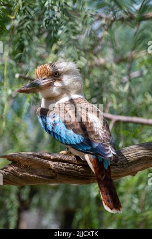 Blue-winged Kookaburra (dacelo Leachii) männliche Vogel Stockfoto