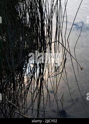 Ein abstraktes Bild von Schilf und Reflexionen in Abbey Stream, einem kleinen, aber schönen Nebenfluss der Themse von Abingdon, genau wie er sich mit dem Hauptstrom verbindet Stockfoto