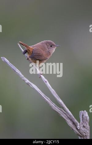 Südliches Haus wren Troglodytes Musculus, thront auf Twig, Hotel Las Torres, Torres del Paine National Park, Chile im Januar. Stockfoto