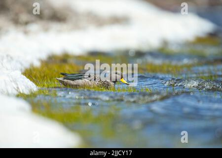 Gesprenkelte Teal Anas flavirostris, Erwachsene, die im Flachwasser forsten, Sea Lion Island, Falkland Islands im Dezember. Stockfoto