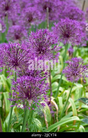 Allium Purple Rain (Zierzwiebel) kugelförmige lila Blüten Stockfoto