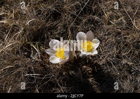 Springpasque Blume blüht auf Dovrefjell, einem Gebirge und Hochland in Zentral-Norwegen. Stockfoto