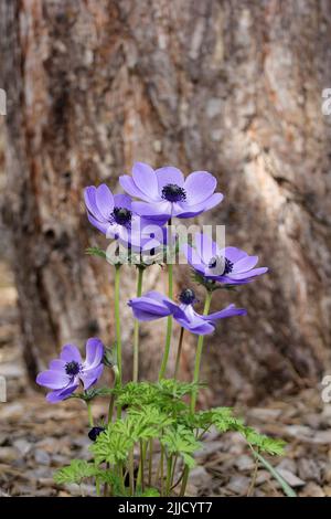 Blaue Anemone (Coronaria oder Mr. Fokker) blühen unter der Wurzel eines großen Baumes Stockfoto