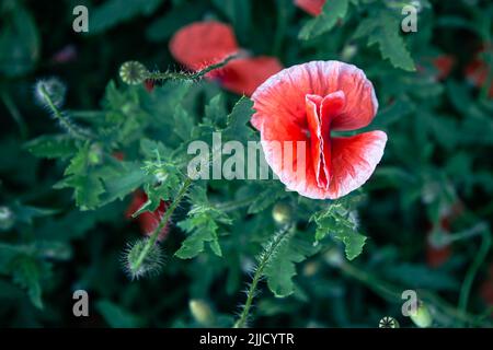 Mohnblumen zwischen den grünen Blättern im Feld, Draufsicht. Stockfoto