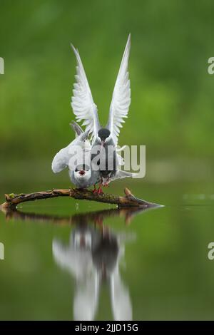 Whiskered tern Chlidonias hybridus, adultes Paar, Streit über Perch, Tiszaalpár, Ungarn im Juni. Stockfoto