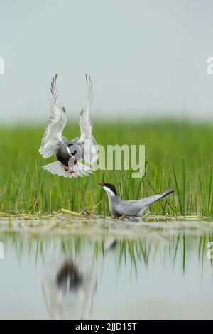 Whiskered tern Chlidonias hybridus, adult, coming in to Land, Tiszaalpár, Ungarn im Juni. Stockfoto