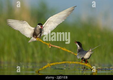 Whiskered tern Chlidonias hybridus, adult, Balancing on perch, Tiszaalpár, Ungarn im Juni. Stockfoto