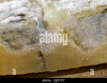 Pilz, weißer Schimmel auf gelbem Käse, Nahaufnahmen von Makroaufnahmen, viele Details Stockfoto