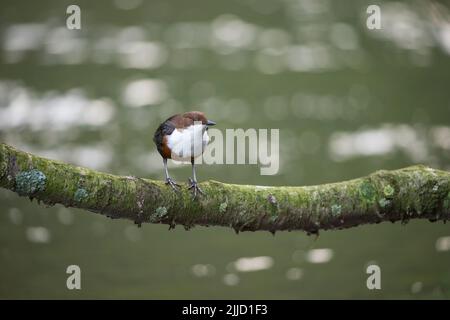 Weißkehltauchler Cinclus cinclus, Erwachsener, der im März an einem Ast über dem Fluss, River Dove, Dovedale, Derbyshire, Großbritannien, thront. Stockfoto