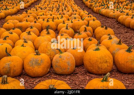 Gerade gepflückt Kürbisse in verschiedenen Größen vom Feld und in Reihen zum Verkauf auf einem Bauernhof im Herbst platziert Stockfoto