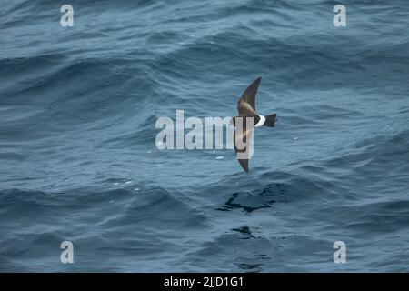 Wilsons Sturmschwalbe Oceanites Oceanicus, Erwachsene, im Flug über den Ozean, in der Nähe von Deception Island, Antarktis im Januar. Stockfoto