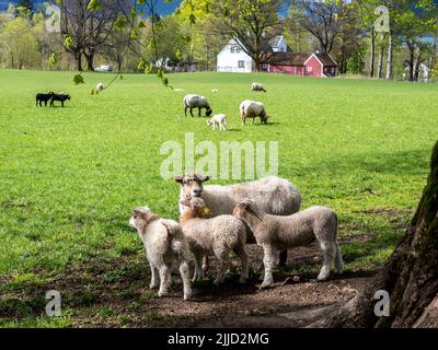 Schafe in der Nähe Gästehaus von baroniet Rosendal, Dorf Rosendal, Rogaland, Norwegen. Stockfoto