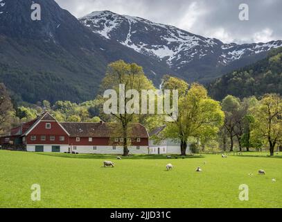 Schafe weiden in Rosendal Avlsgård Og Fruehuset, Gästehaus in baroniet Rosendal, altes großes Bauernhaus, Dorf Rosendal, Rogaland, Norwegen. Stockfoto