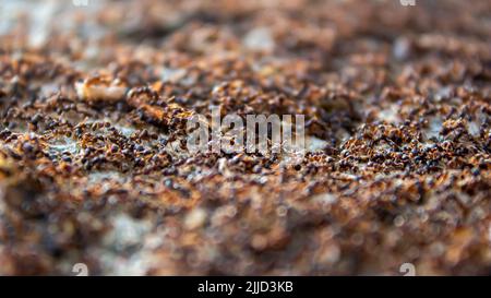 Ein großer Ameisenschwarm. Viele Ameisen suchen nach Essen. Teamwork-Konzept. Stockfoto