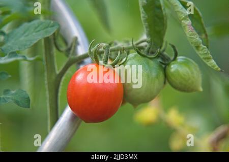 Rote und grüne frische Tomaten hängen an Tomatenreben im Garten Stockfoto