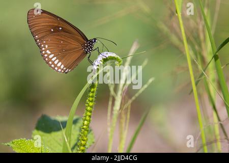 Schmetterling gemeine indische Krähe (Euploea Core) sammelt Pollen auf einer wilden tropischen Wiese, Thailand Stockfoto