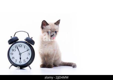 Kleine blauäugige Kätzchen Siam Thai Rasse. Katze sitzt in der Nähe des Weckers und leckt. Konzept der Mittag- und Fütterungszeit. Hochwertige Fotos Stockfoto