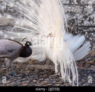 Zwei Pfauen, einer ein weißer Pfau und der andere ein Opalpfau, zeigen Federn in einem Paarungsritual auf Chateau du Rivau, Loire-Tal, Frankreich. Stockfoto