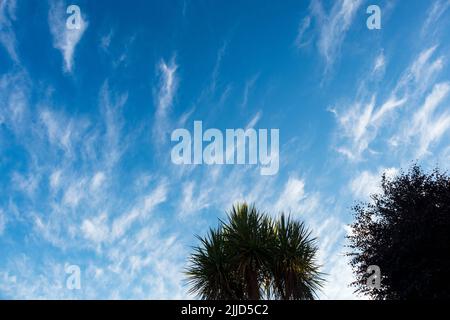 Außergewöhnliche Ausstellung von Cirrus Cloud an einem frühen Juliabend in Großbritannien Stockfoto