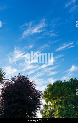 Außergewöhnliche Ausstellung von Cirrus Cloud an einem frühen Juliabend in Großbritannien Stockfoto