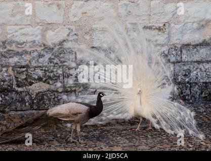 Zwei Pfauen, einer ein weißer Pfau und der andere ein Opalpfau, zeigen Federn in einem Paarungsritual auf Chateau du Rivau, Loire-Tal, Frankreich. Stockfoto