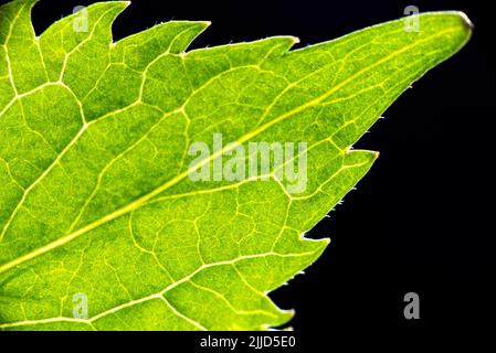 Close-up of a green leaf isolated on a black background. Part of a leaf with veins macro shot. High quality photo Stockfoto