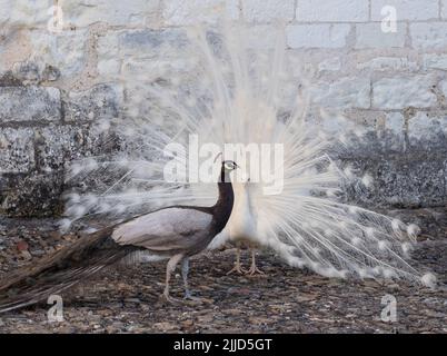 Zwei Pfauen, einer ein weißer Pfau und der andere ein Opalpfau, zeigen Federn in einem Paarungsritual auf Chateau du Rivau, Loire-Tal, Frankreich. Stockfoto