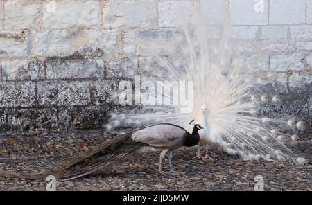 Zwei Pfauen, einer ein weißer Pfau und der andere ein Opalpfau, zeigen Federn in einem Paarungsritual auf Chateau du Rivau, Loire-Tal, Frankreich. Stockfoto