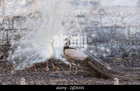 Zwei Pfauen, einer ein weißer Pfau und der andere ein Opalpfau, zeigen Federn in einem Paarungsritual auf Chateau du Rivau, Loire-Tal, Frankreich. Stockfoto