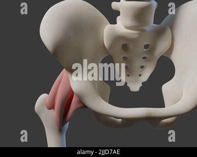 3D Illustration des menschlichen Gelenks. Enthält Stockfoto