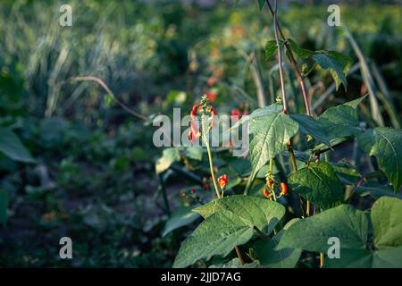 Die Bohnen blühen auf den Bohnen, die süßen Erbsen blühen auf der Pflanze. Stockfoto