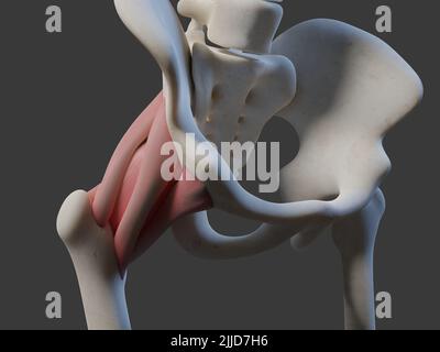 3D Illustration des menschlichen Gelenks. Enthält Stockfoto