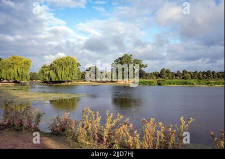 Juli Morgensonne über Heron Teich im buschigen Park Surrey Stockfoto