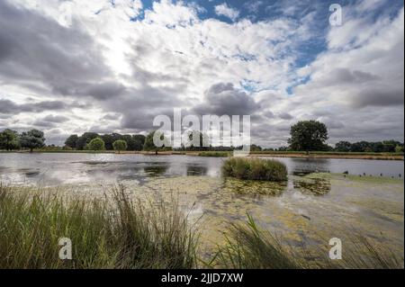 Morgenwolken über dem Heron Pond Bushy Park in Surrey England Stockfoto