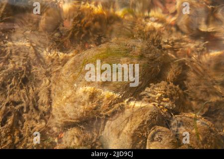 In der Mündung von Sandy Haven lebende Miesmuscheln, die aufgrund der Nährstoffverschmutzung durch eine freilandige Geflügelfarm mit übermäßigem Algenwachstum bedeckt sind Stockfoto