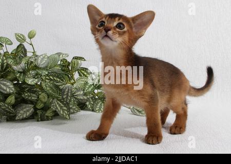 Abessinisches Kätzchen, weißer Wandhintergrund. Junge schöne reinrassige rote kurzhaarige Kitty. Kleine niedliche Haustiere im gemütlichen Zuhause. Banner in der Draufsicht. Lustig Stockfoto