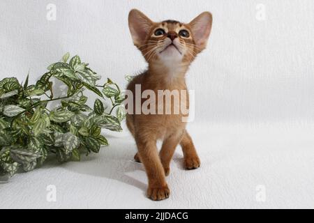 Abessinisches Kätzchen, weißer Wandhintergrund. Junge schöne reinrassige rote kurzhaarige Kitty. Kleine niedliche Haustiere im gemütlichen Zuhause. Banner in der Draufsicht. Lustig Stockfoto