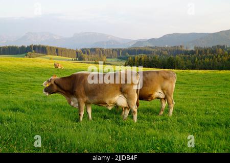 Kühe grasen auf den frisch grünen Almwiesen am landschaftlich reizvollen Attlesee im bayerischen Allps, Nesselwang, Allgäu oder Allgau Stockfoto