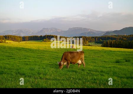 Kühe grasen auf den frisch grünen Almwiesen am landschaftlich reizvollen Attlesee im bayerischen Allps, Nesselwang, Allgäu oder Allgau Stockfoto