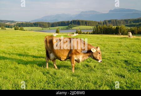 Kühe grasen auf den frisch grünen Almwiesen am landschaftlich reizvollen Attlesee im bayerischen Allps, Nesselwang, Allgäu oder Allgau Stockfoto